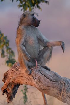 a monkey sitting on top of a tree branch