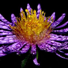 a purple flower with drops of water on it