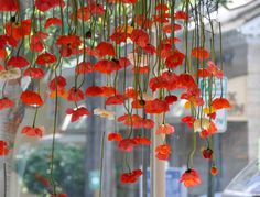 red flowers hanging from the ceiling in front of a window