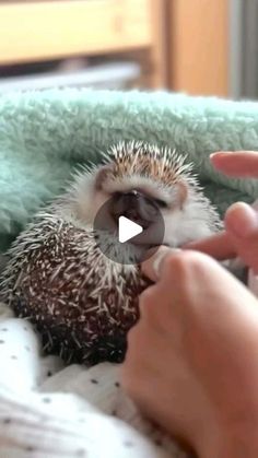 a hedgehog is being petted by someone's hand while laying on a blanket