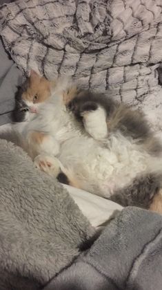 an orange and white cat laying on top of a bed next to a gray blanket