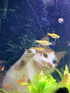 a cat looking at fish in an aquarium with plants and other aquatic life around it