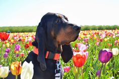 a dog is standing in the middle of a field with tulips and other flowers