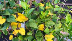 yellow flowers growing on the side of a building