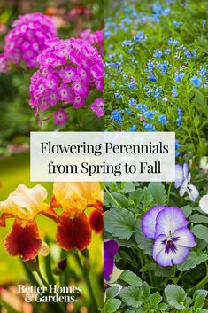 different types of flowers with the words flowering perennials from spring to fall