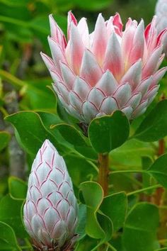 two pink and white flowers with green leaves