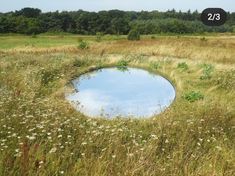 a round hole in the middle of a field with grass and wildflowers around it