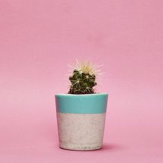 a small cactus in a blue and white planter on a pink background with copy space