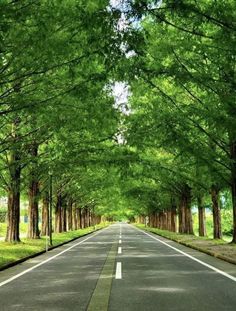 an empty road with trees lining the sides and one lane leading into the opposite direction