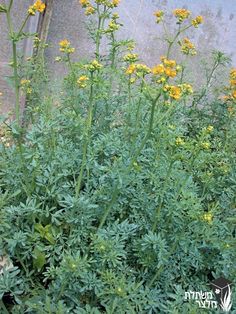 some very pretty yellow flowers by the side of a building with a wall in the background