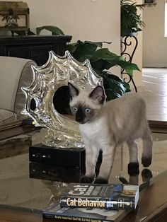 a siamese cat standing on top of a table next to some books and a mirror