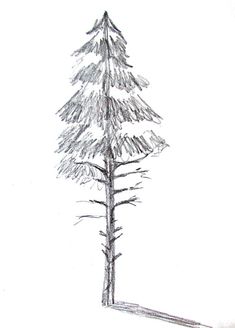 a pencil drawing of a tall pine tree