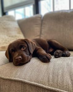 a brown dog laying on top of a couch