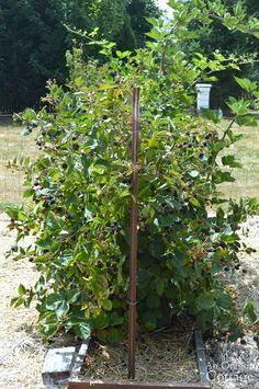 a bush with lots of green leaves and berries in the middle of a garden area