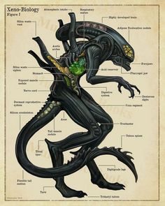 the anatomy of an alien creature with all its parts labeled in this diagram, it looks like