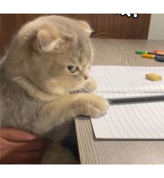 a cat sitting on top of a table next to a person holding a pen and paper