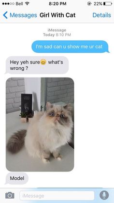 9gag Funny, Pet Memes, Memes Humor, Humor Memes, Funny Cat Memes, Funny Cat Pictures, Funny Animal Memes, Cute Kittens