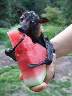 a bat eating a piece of watermelon in the palm of someone's hand