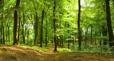 a dirt path in the middle of a forest