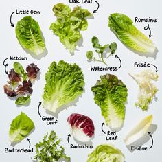 different types of lettuce are shown in this diagram, with the names below