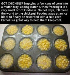 a muffin tin filled with lots of yellow corn in it's center and the words, got chickens emptying a few cans of corn into a muffin tin