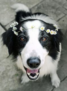 a black and white dog with daisies on its head looking up at the camera