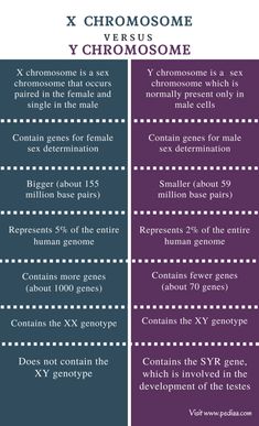 the differences between x and y - chromosoe infographical poster with text