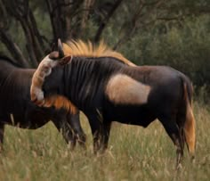 two wildebeest standing next to each other in tall grass with trees in the background