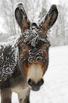 a donkey standing in the snow looking at the camera