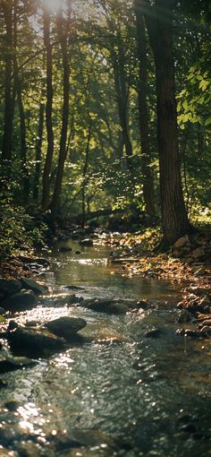 the sun shines brightly through the trees over a small stream in the woods on a sunny day