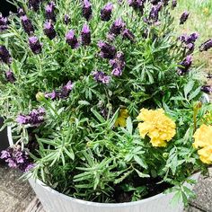 some purple and yellow flowers in a pot