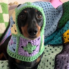 a dog wearing a crocheted hat and scarf