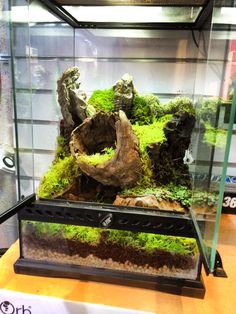 an aquarium filled with moss and rocks on top of a wooden table next to a glass case