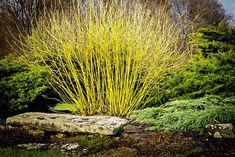 a yellow plant is in the middle of some rocks and plants are around it,