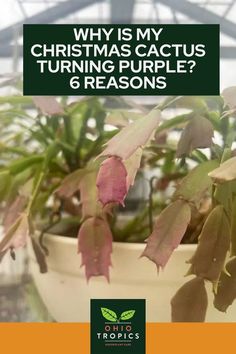 a potted plant with the words why is my christmas cactus turning purple? 6 reasons