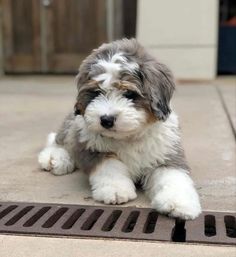 a small gray and white dog laying on top of a grate next to a door