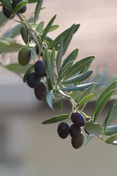 olives growing on an olive tree with leaves