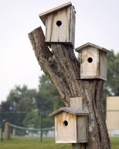 several wooden birdhouses are attached to a tree