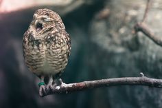 an owl sitting on top of a tree branch with its mouth open and it's eyes wide open