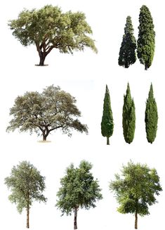 several different types of trees on a white background