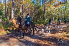 people riding horses and dogs on a trail in the woods