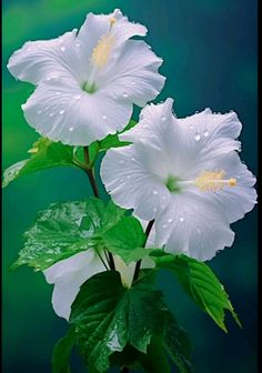 two white flowers with green leaves in front of a blue and green background that has water droplets on them