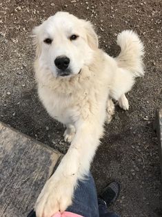 a white dog sitting on the ground next to someone's feet and leg with it's paw up