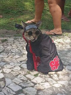 a cat wearing sunglasses and a jacket sitting on top of a cobblestone ground