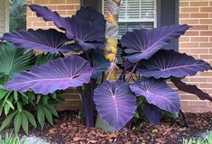 purple leaves in front of a brick house