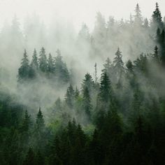 the forest is covered in fog and low lying clouds, with evergreen trees on either side