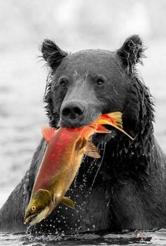 a black bear holding a fish in its mouth