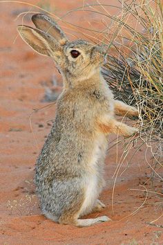 a small rabbit sitting on its hind legs in the dirt and looking up at something