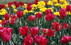 many red and yellow tulips in a field