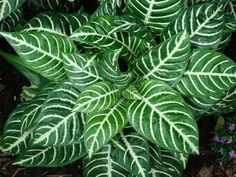 a close up of a plant with green and white leaves